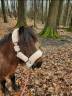 Mare Shetland Pony Part-Livery 2008 Roan