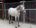 Mare Origin Recorded For sale 2017 Grey