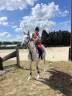 Gelding Other Pony Breed For sale 2020 Grey