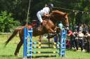 Gelding Selle Fran&ccedil;ais For sale 2018 Chesnut