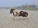 Gelding Shetland Pony For sale 2025 Coloured