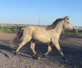 Colt Lusitano For sale 2024 Buckskin