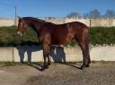 Mare Origin Recorded For sale 2022 Bay