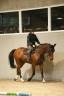 Gelding BWP Belgian Warmblood For sale 2011 Bay