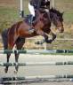 Gelding French Saddle Pony For sale 2013 Bay