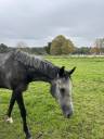 Gelding Thoroughbred For sale 2020 Grey