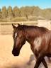 Broodmare New Forest For sale 2020 Black