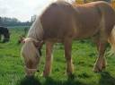 Gelding Haflinger For sale 2009 Chesnut