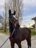 Gelding Selle Fran&ccedil;ais For sale 2022 Bay