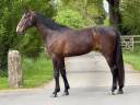 Gelding Selle Fran&ccedil;ais For sale 2022 Bay