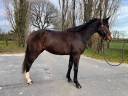Gelding Selle Fran&ccedil;ais For sale 2022 Bay