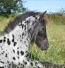 Entire Shetland Pony For sale 2025 Appaloosa