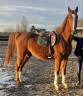 Gelding Selle Fran&ccedil;ais For sale 2021 Chesnut