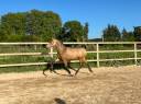 Mare PRE Pure Spanish Bred For sale 2024 Buckskin