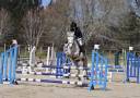 Gelding French Saddle Pony For sale 2018 Grey