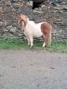 Gelding Shetland Pony For sale 2024 Tovero