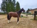 Filly Zangersheide For sale 2023 Bay
