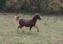 Filly Welsh Pony (Section A) For sale 2025 Chesnut