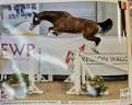 Mare BWP Belgian Warmblood For sale 2022 Bay