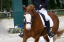 davids welsh dragon - Welsh Pony (Section D), Welsh Cob 2013 by Brynithon Models Magic