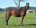 Mare English Thoroughbred For sale 2021 Dark Bay
