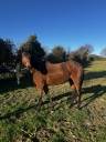 Mare Thoroughbred For sale 2020 Bay