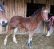 Colt Welsh Pony (Section D), Welsh Cob For sale 2025 Bay