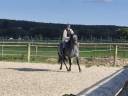 Gelding Connemara For sale 2022 Grey