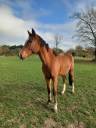 Gelding sBs Belgian Warmblood For sale 2021 Bay