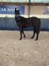 Filly sBs Belgian Warmblood For sale 2024 Black