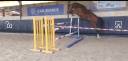 Gelding Selle Fran&ccedil;ais For sale 2022 Dark Bay