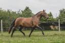 Broodmare Lusitano For sale 2013 Bay
