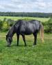 Broodmare Arabian Thoroughbred For sale 2020 Black