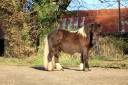 Filly Shetland Pony For sale 2024 Coloured