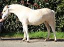 Entire Welsh Pony (Section A) For sale 2024 Palomino