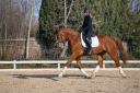 Gelding Selle Fran&ccedil;ais For sale 2020 Chesnut