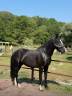 Gelding British Riding Pony For sale 2022 Black