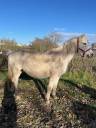 Broodmare Connemara For sale 2013 Grey