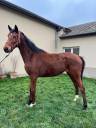 Mare Thoroughbred For sale 2023 Bay