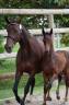 Mare Selle Fran&ccedil;ais For sale 2007 Dark Bay