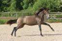 Entire Lusitano For sale 2023 Grey
