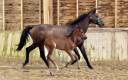 Broodmare Trakehner For sale 2010 Dark Bay