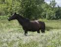Broodmare Trakehner For sale 2010 Dark Bay