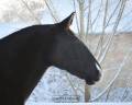 Mare Lusitano For sale 2017 Black
