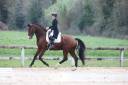 Gelding Hanoverian For sale 2017 Bay
