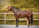 Mare AES Anglo European Studbook For sale 2022 Bay