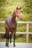 Mare AES Anglo European Studbook For sale 2022 Bay