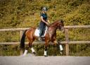 Mare AES Anglo European Studbook For sale 2022 Bay
