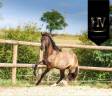 Entire KWPN Dutch Warmblood For sale 2024 Grullo