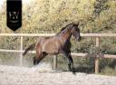 Entire KWPN Dutch Warmblood For sale 2024 Grullo